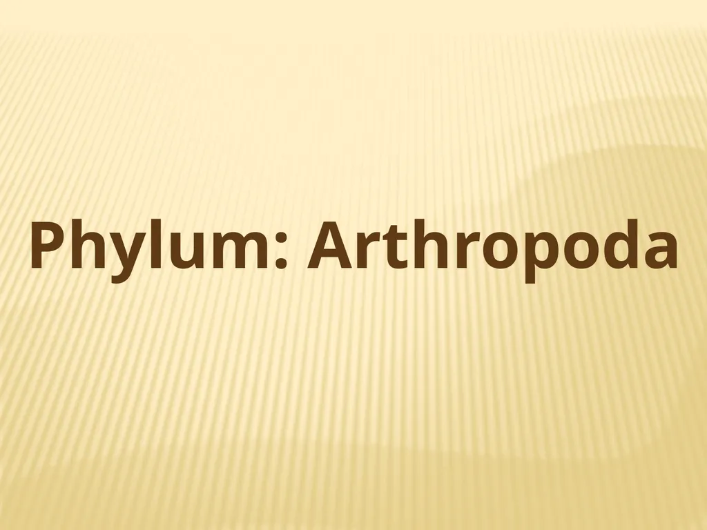 Phylum: Arthropoda Lab 18 introduction Characters - slide 1 of 19