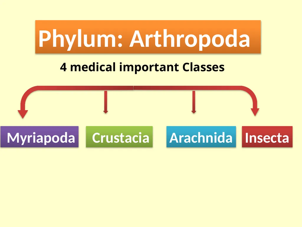 Phylum: Arthropoda Lab 18 introduction Characters - slide 5 of 19