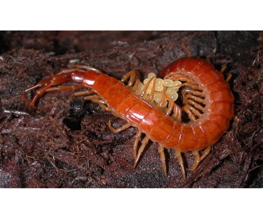 Phylum: Arthropoda Lab 18 introduction Characters - slide 10 of 19