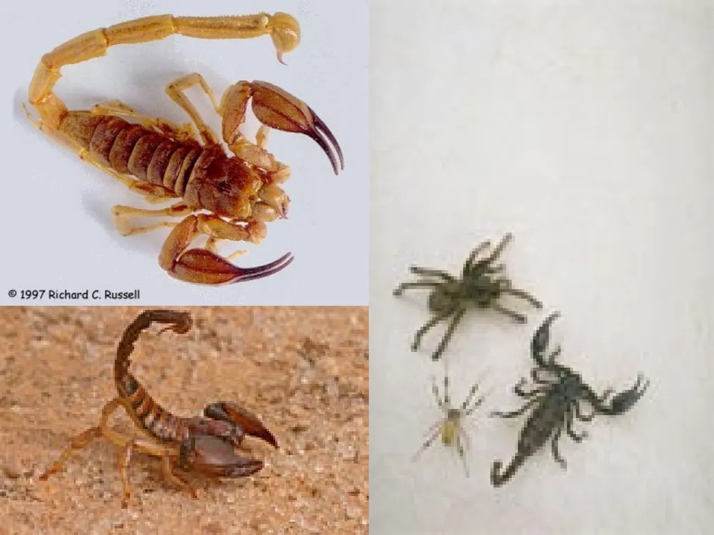 Phylum: Arthropoda Lab 18 introduction Characters - slide 19 of 19