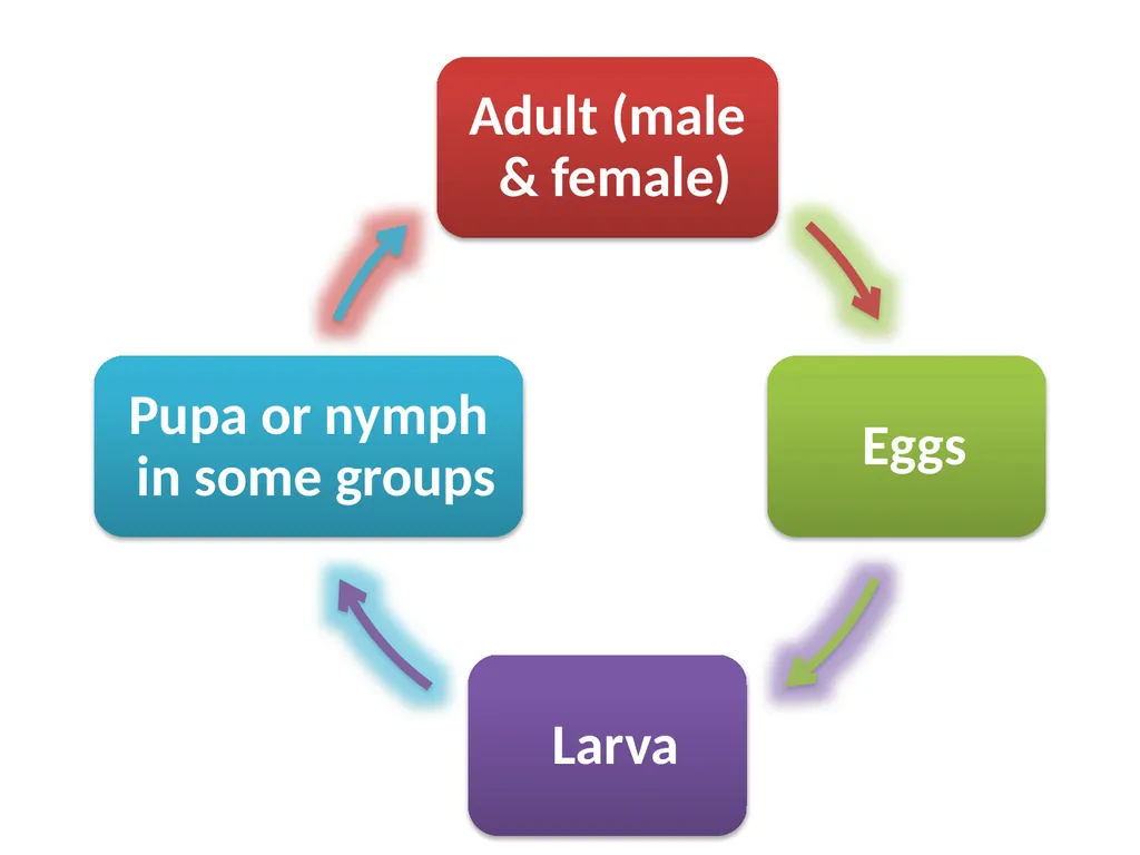 Phylum: Arthropoda Lab 18 introduction Characters - slide 4 of 19