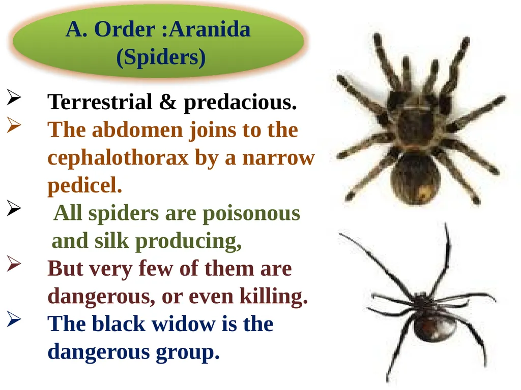 Phylum: Arthropoda Lab 18 introduction Characters - slide 15 of 19