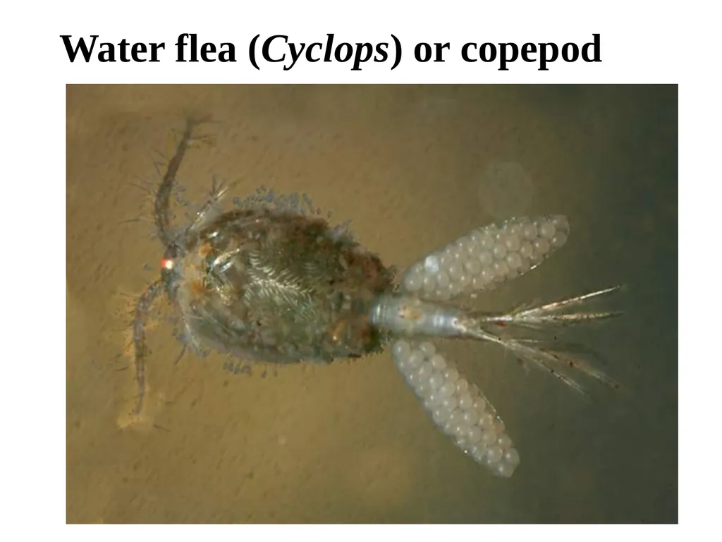 Phylum: Arthropoda Lab 18 introduction Characters - slide 13 of 19