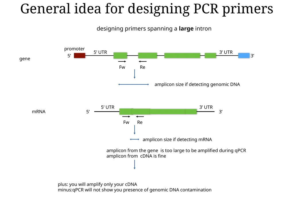 Primer design General rules for selecting GOI It - slide 10 of 18