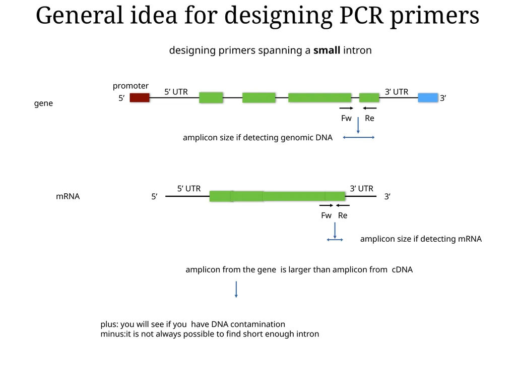Primer design General rules for selecting GOI It - slide 11 of 18