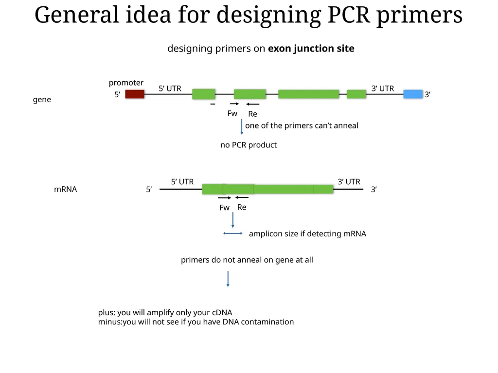 Primer design General rules for selecting GOI It - slide 12 of 18