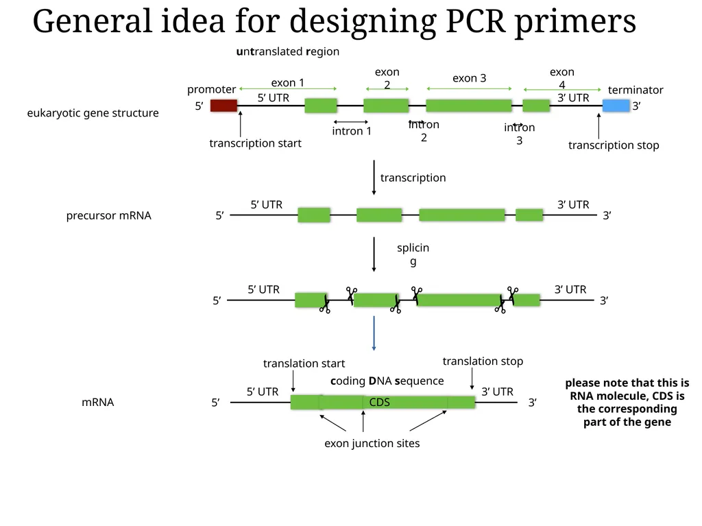 Primer design General rules for selecting GOI It - slide 8 of 18