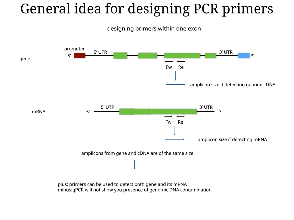Primer design General rules for selecting GOI It - slide 9 of 18
