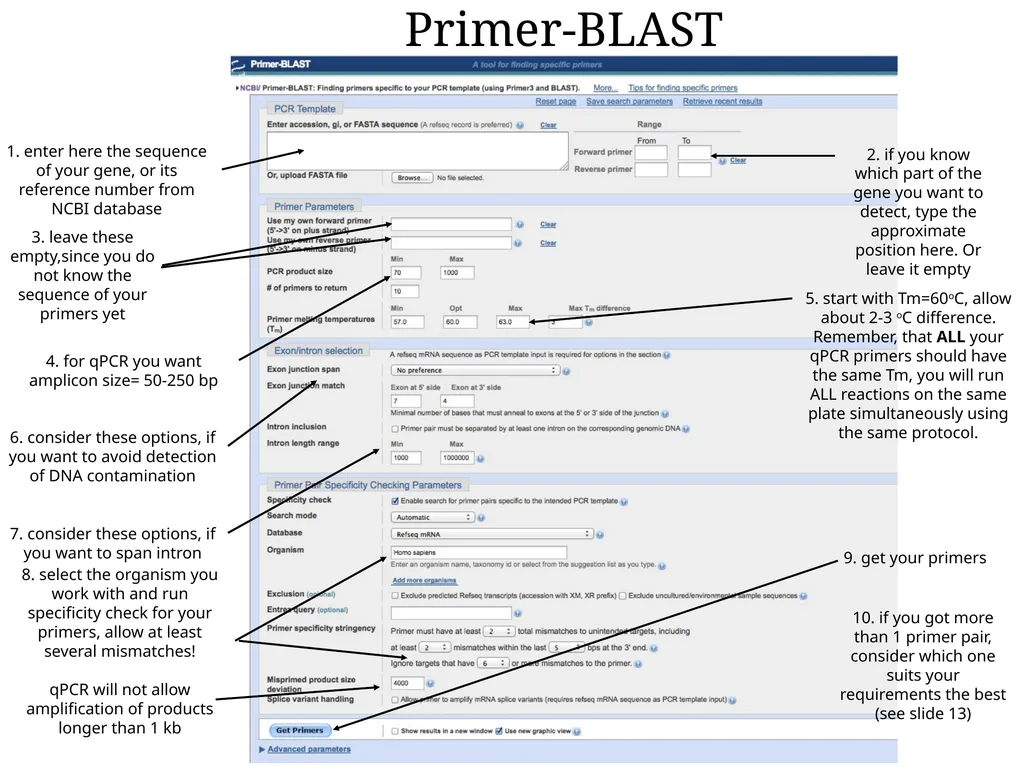 Primer design General rules for selecting GOI It - slide 16 of 18