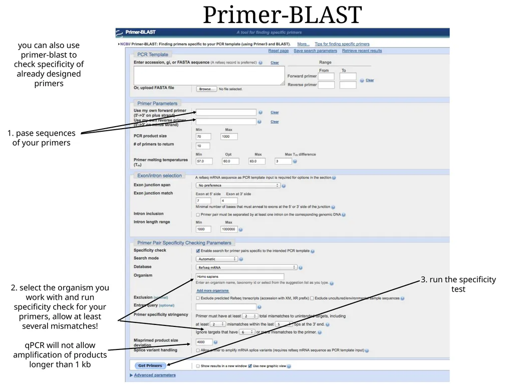 Primer design General rules for selecting GOI It - slide 17 of 18