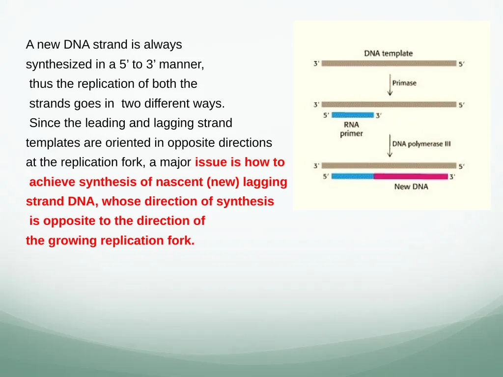 8th and 9th lectures in molecular biology DNA - slide 13 of 36
