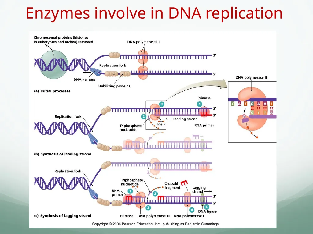 8th and 9th lectures in molecular biology DNA - slide 20 of 36