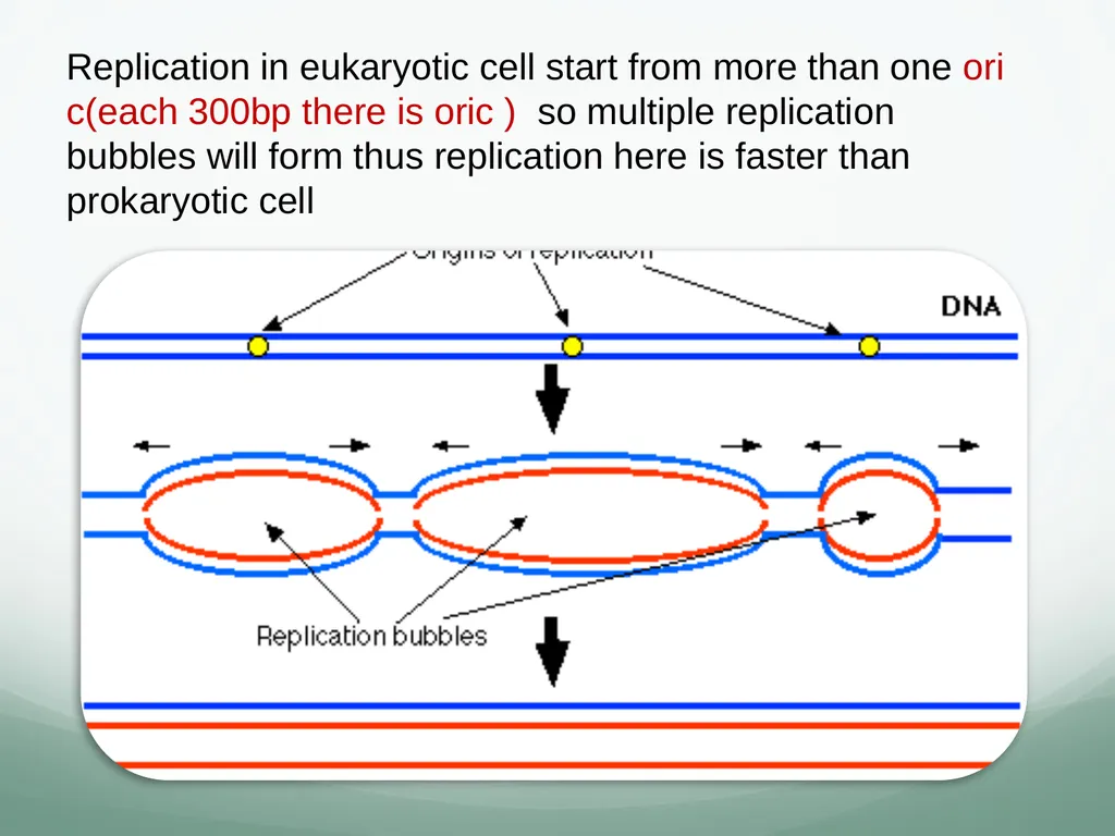 8th and 9th lectures in molecular biology DNA - slide 11 of 36