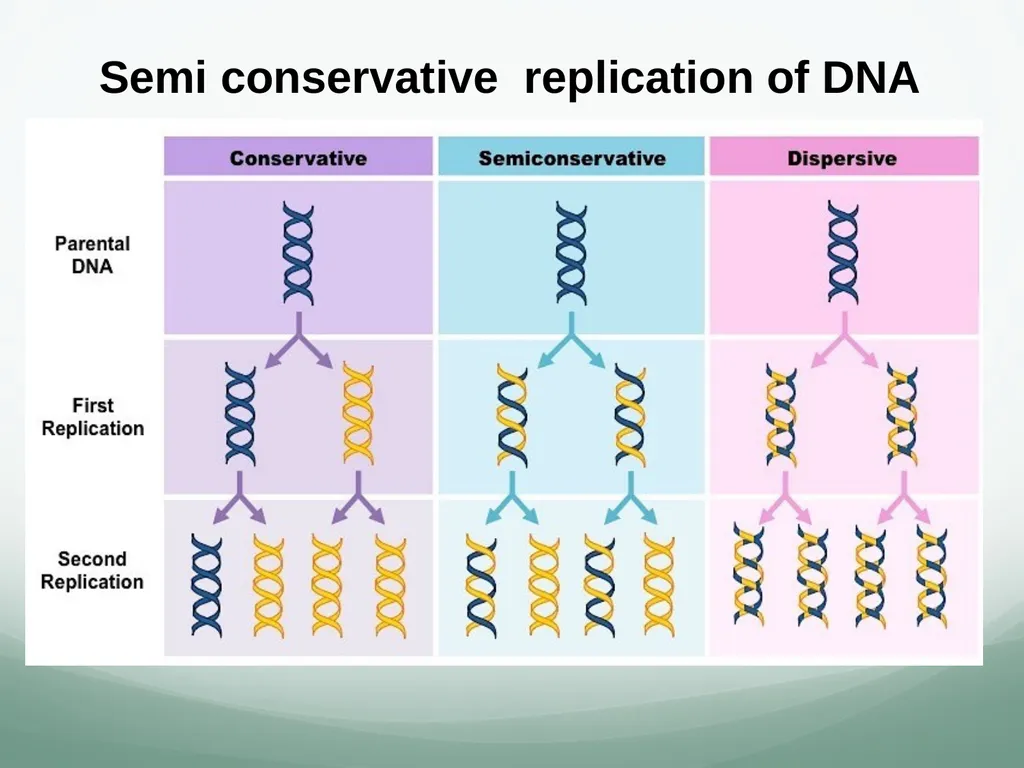 8th and 9th lectures in molecular biology DNA - slide 3 of 36