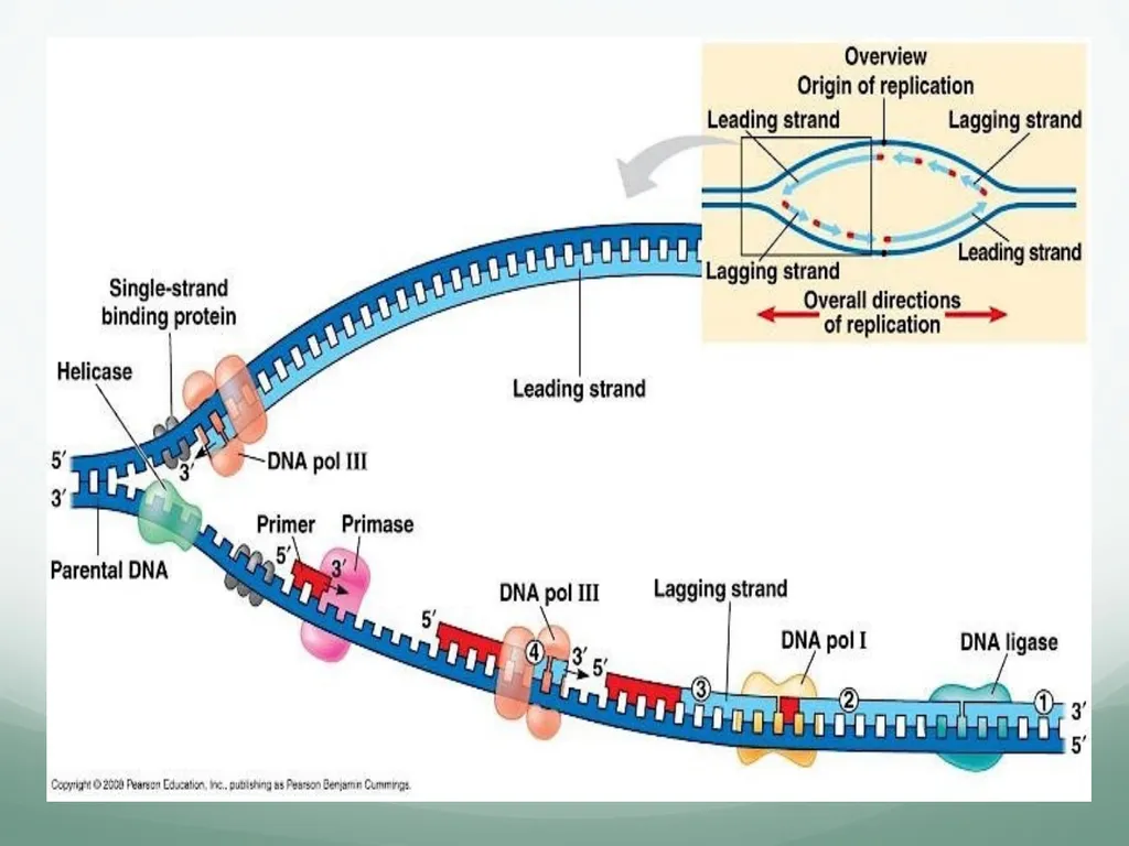 8th and 9th lectures in molecular biology DNA - slide 16 of 36