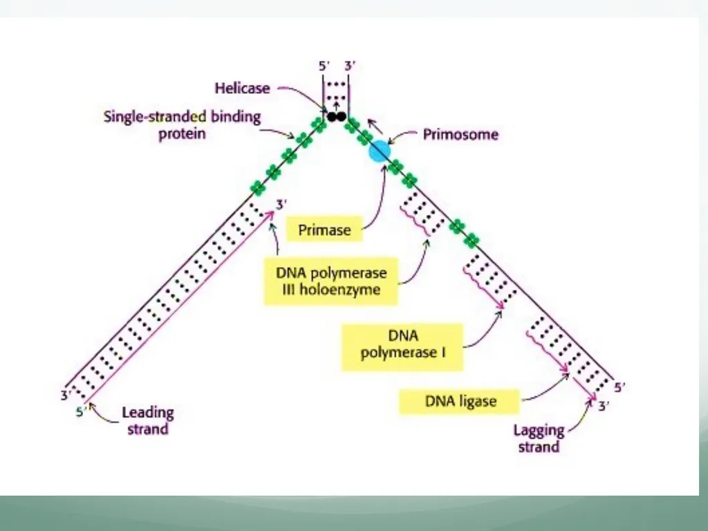 8th and 9th lectures in molecular biology DNA - slide 17 of 36