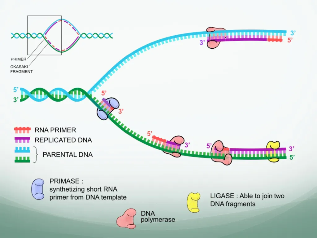 8th and 9th lectures in molecular biology DNA - slide 19 of 36