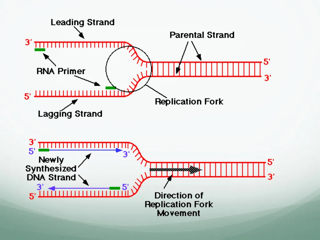 8th and 9th lectures in molecular biology DNA - slide 7 of 36