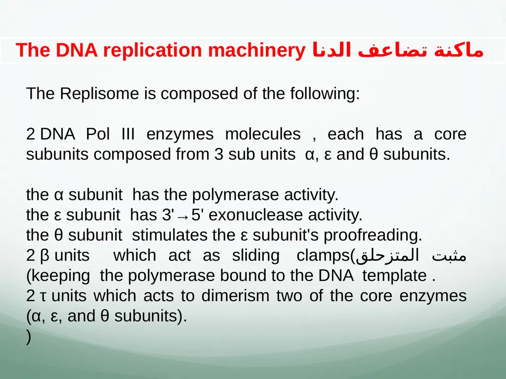 8th and 9th lectures in molecular biology DNA - slide 31 of 36