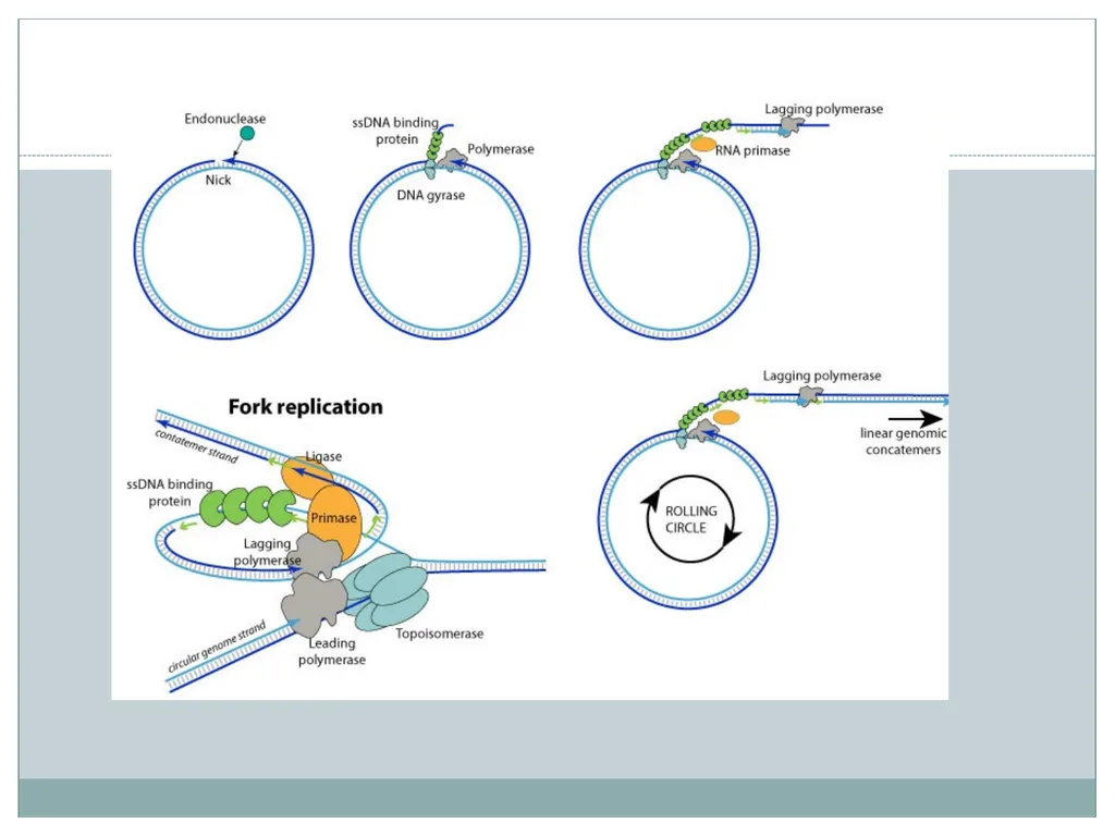 Dr. Irshad ur Reman Replication strategies of - slide 12 of 15