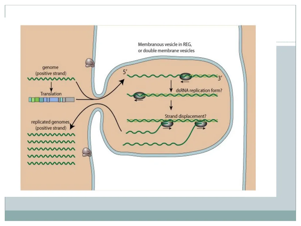 Dr. Irshad ur Reman Replication strategies of - slide 14 of 15