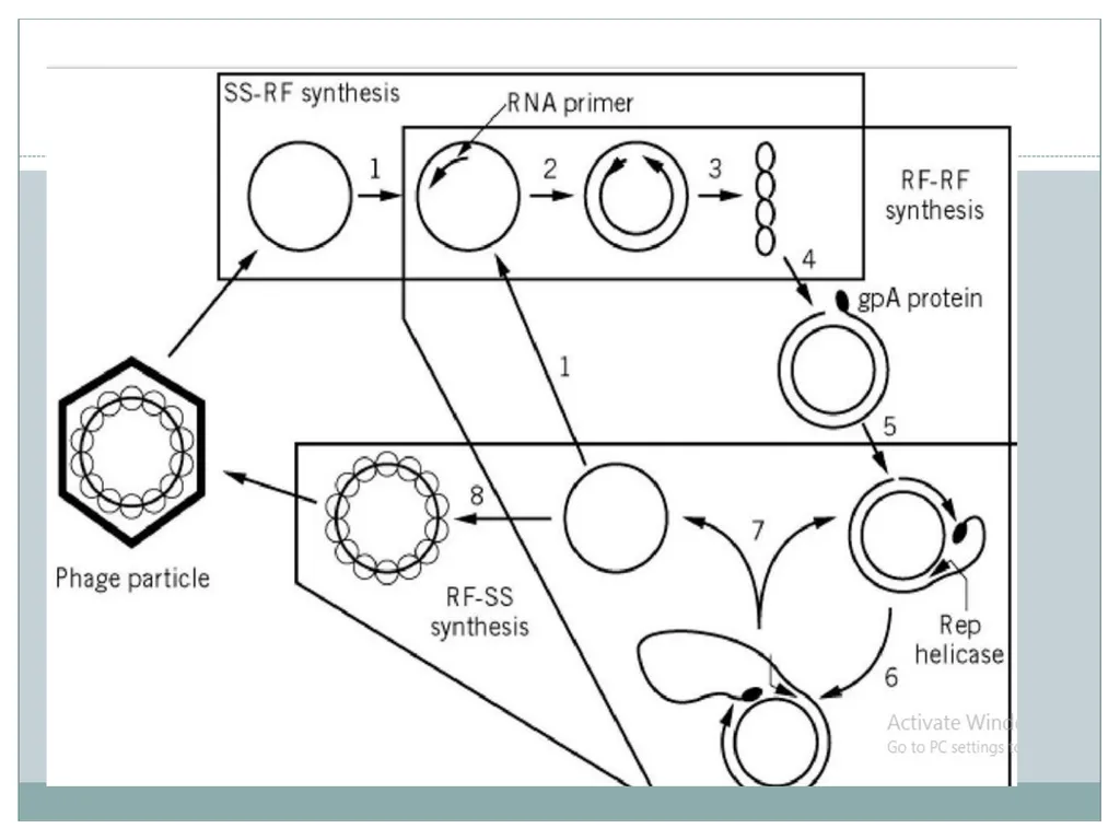 Dr. Irshad ur Reman Replication strategies of - slide 9 of 15