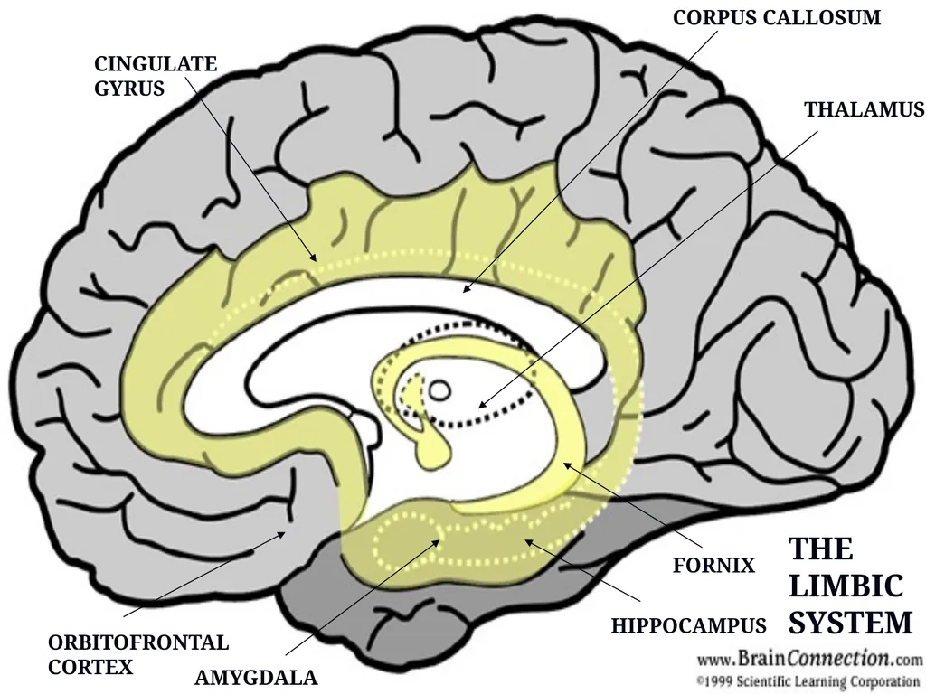 DISSOCIATION THEORY, NEUROPLASTICITY AND THE - slide 13 of 98