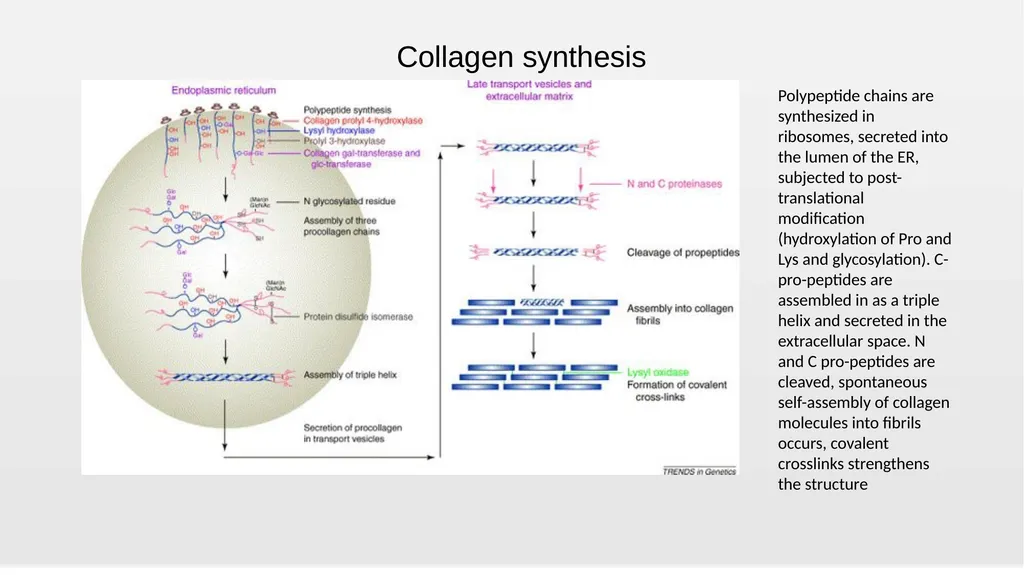 Nutrition and Wound Healing Wednesday, October 2, - slide 10 of 19