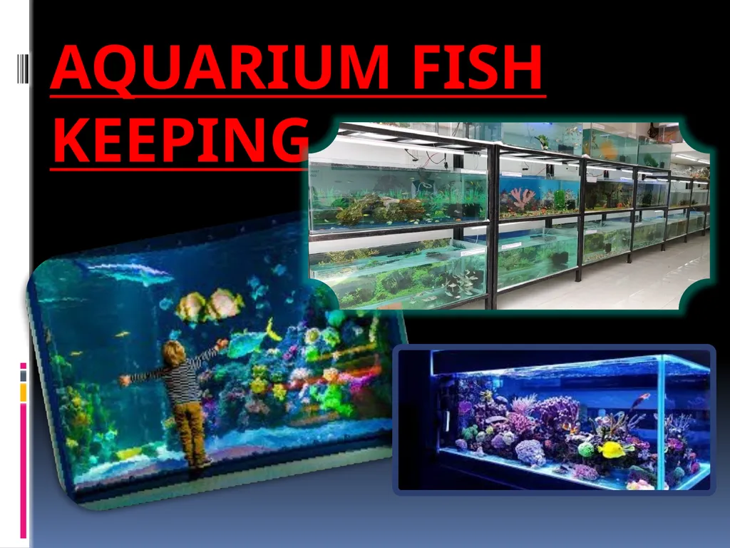 AQUARIUM FISH KEEPING An aquarium (plural - slide 1 of 15