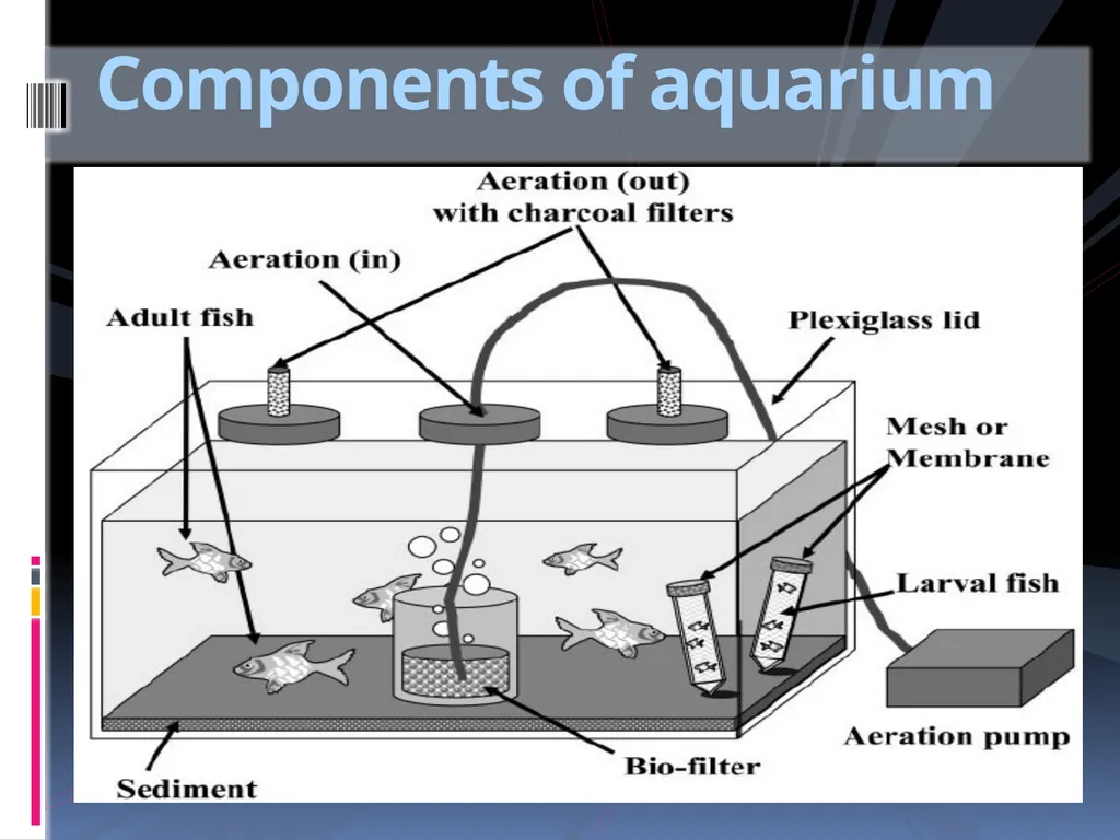 AQUARIUM FISH KEEPING An aquarium (plural - slide 6 of 15