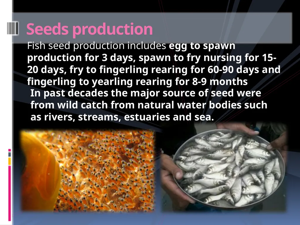 AQUARIUM FISH KEEPING An aquarium (plural - slide 13 of 15