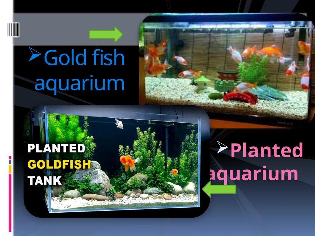 AQUARIUM FISH KEEPING An aquarium (plural - slide 4 of 15