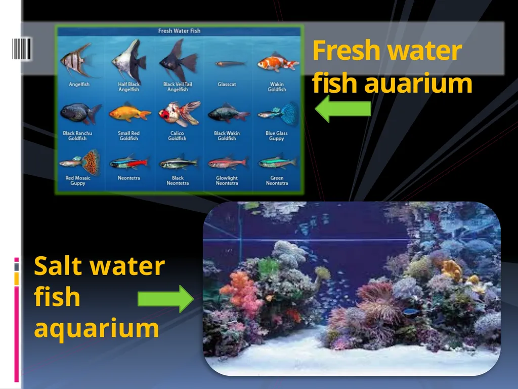 AQUARIUM FISH KEEPING An aquarium (plural - slide 5 of 15