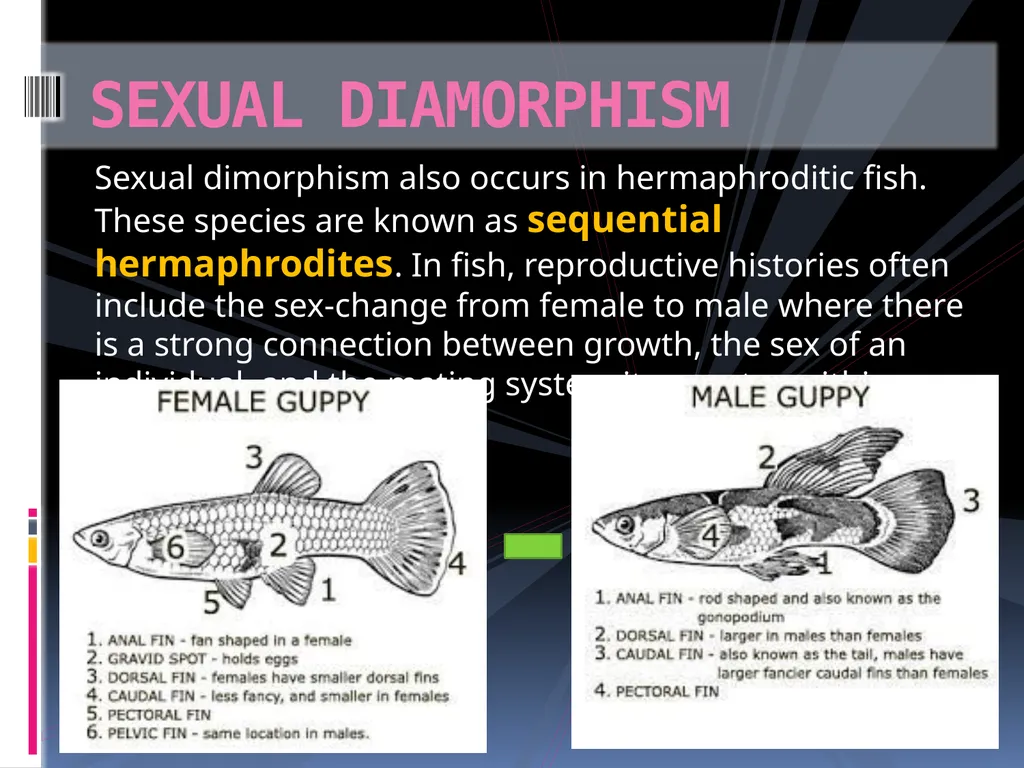 AQUARIUM FISH KEEPING An aquarium (plural - slide 14 of 15