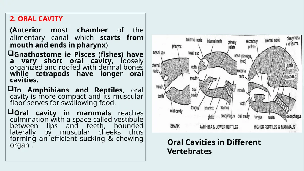 Comparative Anatomy of Digestive System in - slide 4 of 14