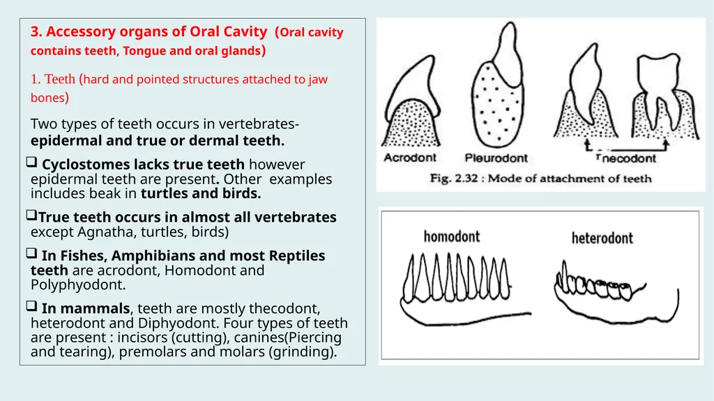 Comparative Anatomy of Digestive System in - slide 5 of 14