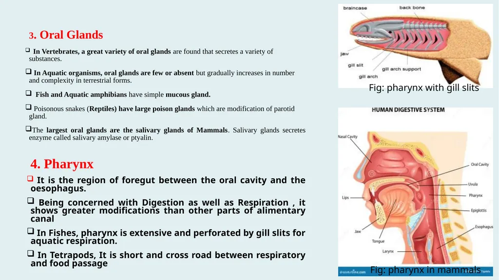 Comparative Anatomy of Digestive System in - slide 7 of 14