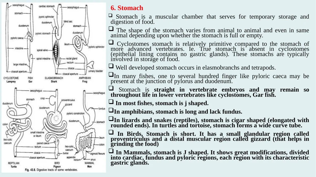 Comparative Anatomy of Digestive System in - slide 9 of 14