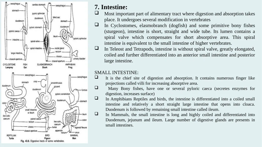 Comparative Anatomy of Digestive System in - slide 11 of 14