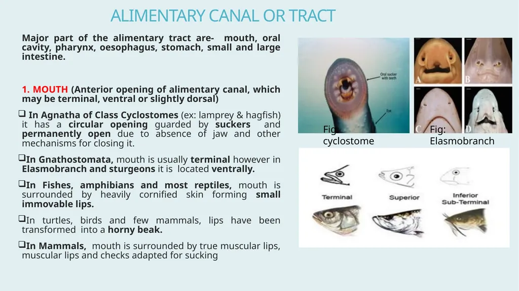 Comparative Anatomy of Digestive System in - slide 3 of 14