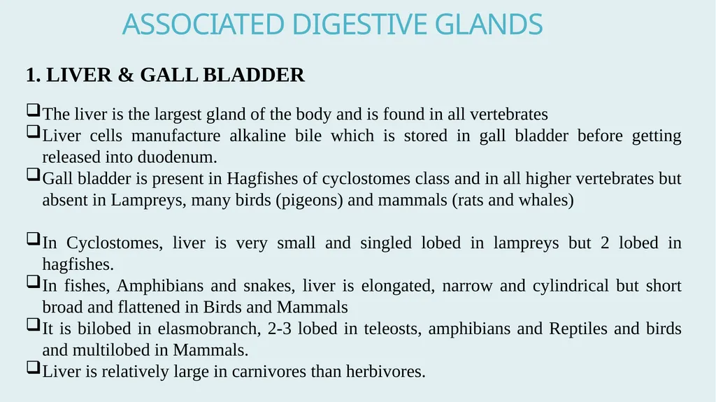 Comparative Anatomy of Digestive System in - slide 13 of 14