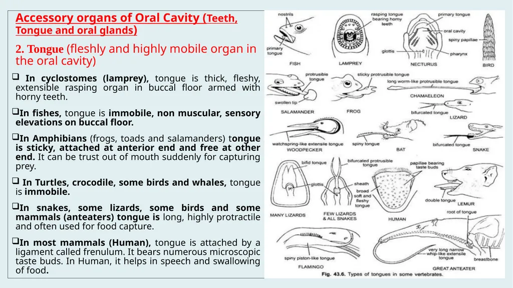 Comparative Anatomy of Digestive System in - slide 6 of 14