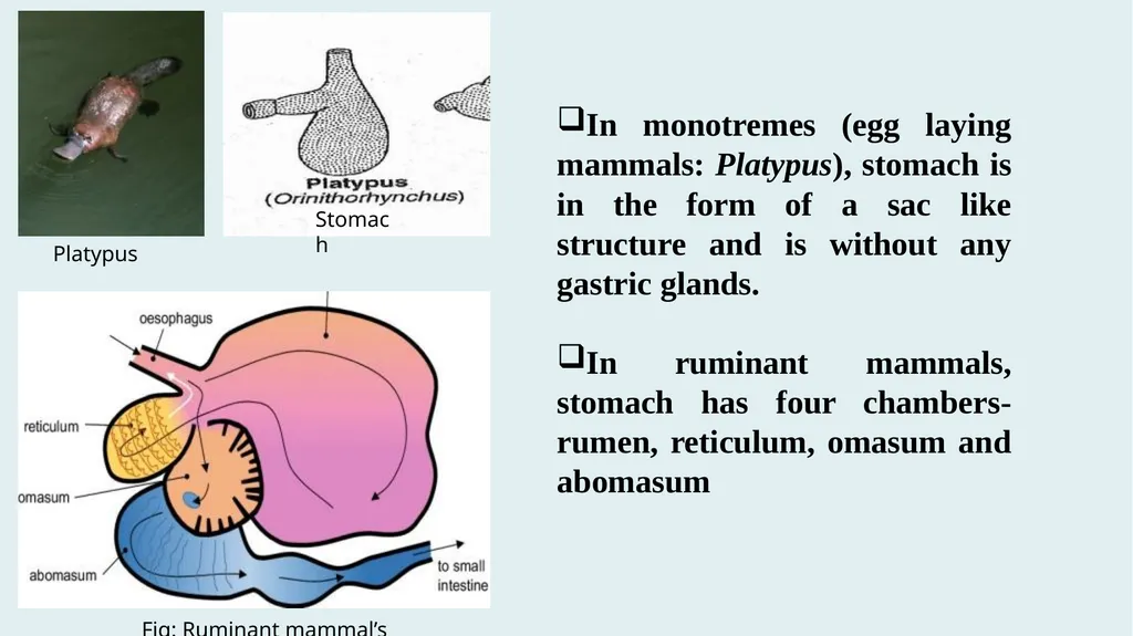 Comparative Anatomy of Digestive System in - slide 10 of 14