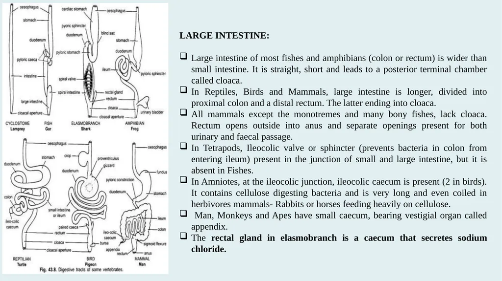 Comparative Anatomy of Digestive System in - slide 12 of 14