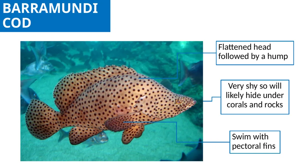 REEF CHECK TARGET FISHES TARGET FAMILIES Groupers - slide 6 of 16