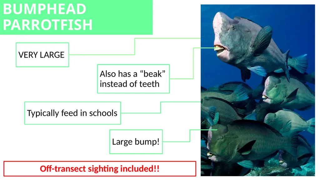 REEF CHECK TARGET FISHES TARGET FAMILIES Groupers - slide 13 of 16