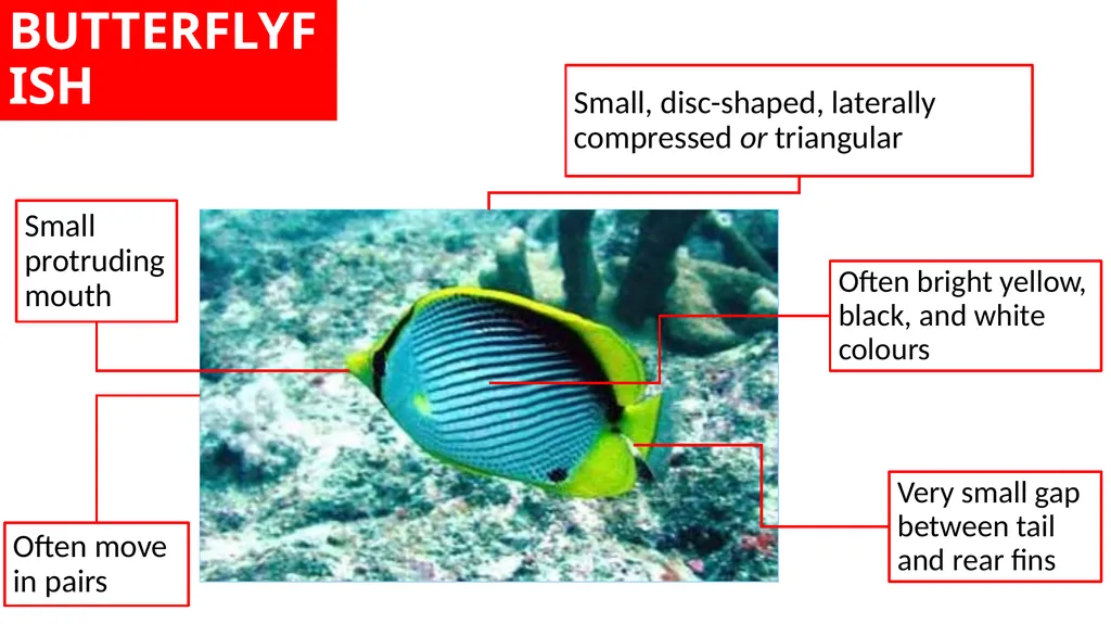 REEF CHECK TARGET FISHES TARGET FAMILIES Groupers - slide 10 of 16