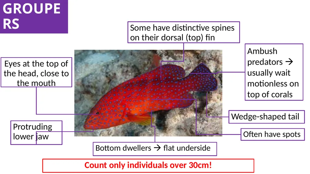 REEF CHECK TARGET FISHES TARGET FAMILIES Groupers - slide 5 of 16