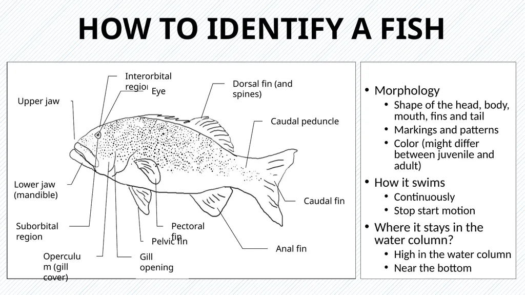REEF CHECK TARGET FISHES TARGET FAMILIES Groupers - slide 3 of 16