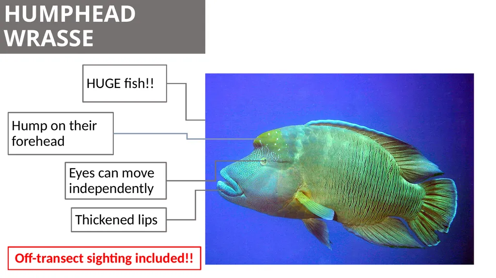 REEF CHECK TARGET FISHES TARGET FAMILIES Groupers - slide 11 of 16